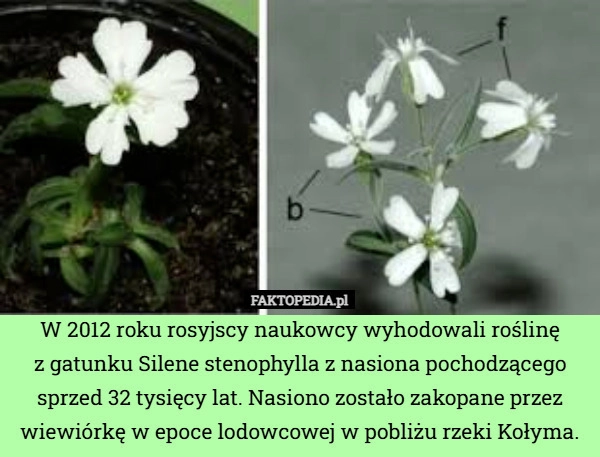 
    W 2012 roku rosyjscy naukowcy wyhodowali roślinę
z gatunku Silene stenophylla