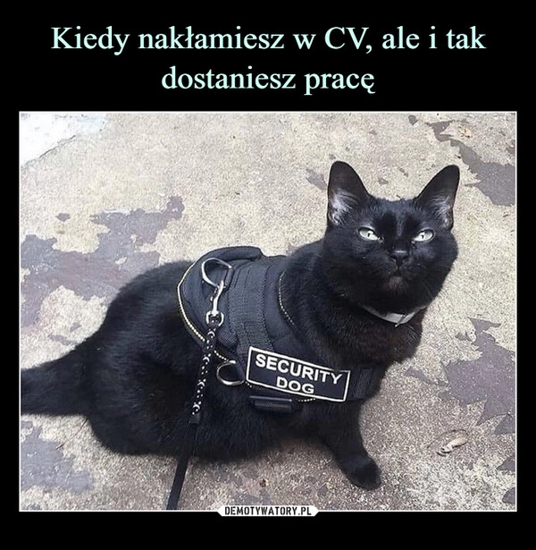 
    Kiedy nakłamiesz w CV, ale i tak dostaniesz pracę