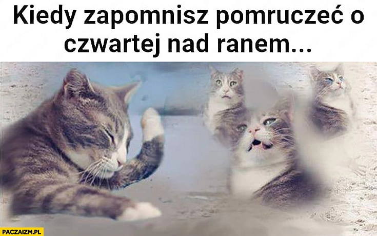 
    Kot kiedy zapomnisz pomruczeć o czwartej nad ranem