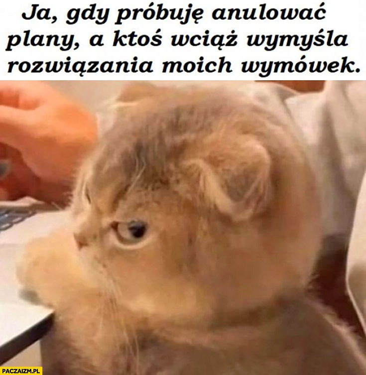 
    Kot ja gdy próbuje anulować plany a ktoś wciąż wymyśla rozwiązania moich wymówek