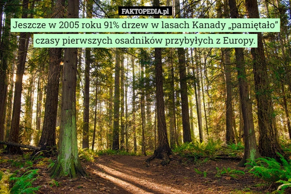 
    
			Jeszcze w 2005 roku 91% drzew w lasach Kanady „pamiętało” czasy pierwszych...					