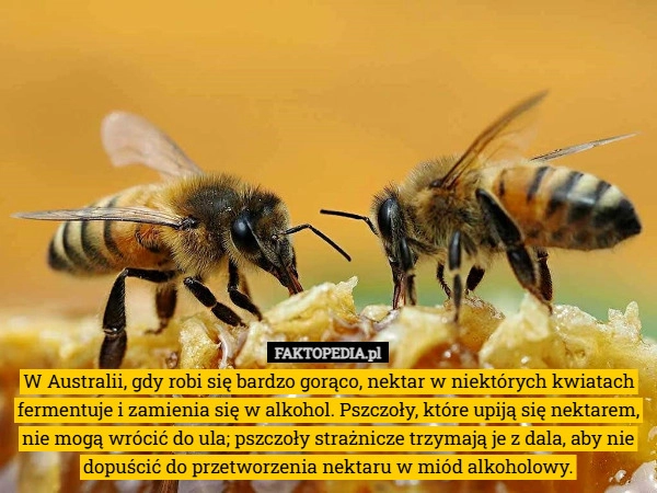 
    W Australii, gdy robi się bardzo gorąco, nektar w niektórych kwiatach fermentuje