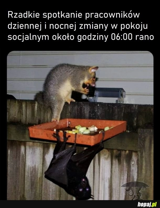 
    Wiecznie się tylko mijają