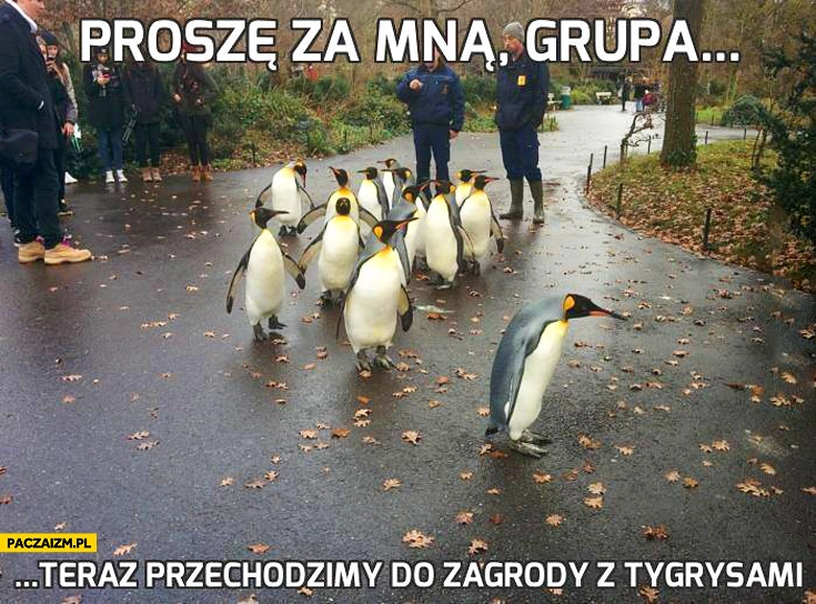 
    Proszę za mną grupa teraz przechodzimy do zagrody z tygrysami pingwiny zwiedzają zoo