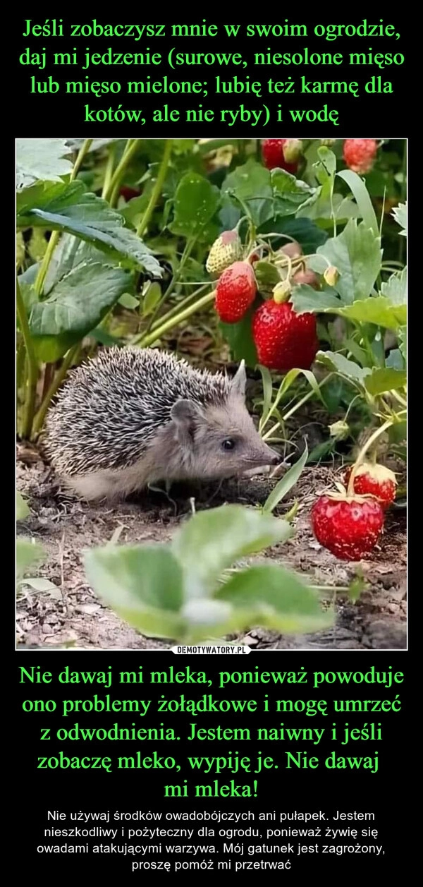 
    Jeśli zobaczysz mnie w swoim ogrodzie, daj mi jedzenie (surowe, niesolone mięso lub mięso mielone; lubię też karmę dla kotów, ale nie ryby) i wodę Nie dawaj mi mleka, ponieważ powoduje ono problemy żołądkowe i mogę umrzeć z odwodnienia. Jestem naiwny i jeśli zobaczę mleko, wypiję je. Nie dawaj 
mi mleka!