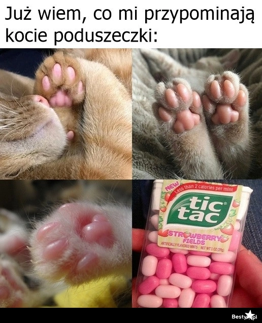 
    Kocie poduszczeki 