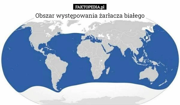 
    Obszar występowania żarłacza białego