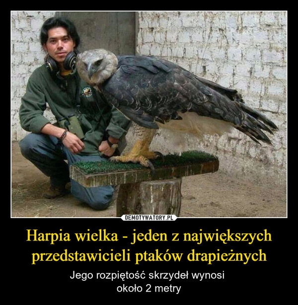 
    Harpia wielka - jeden z największych przedstawicieli ptaków drapieżnych