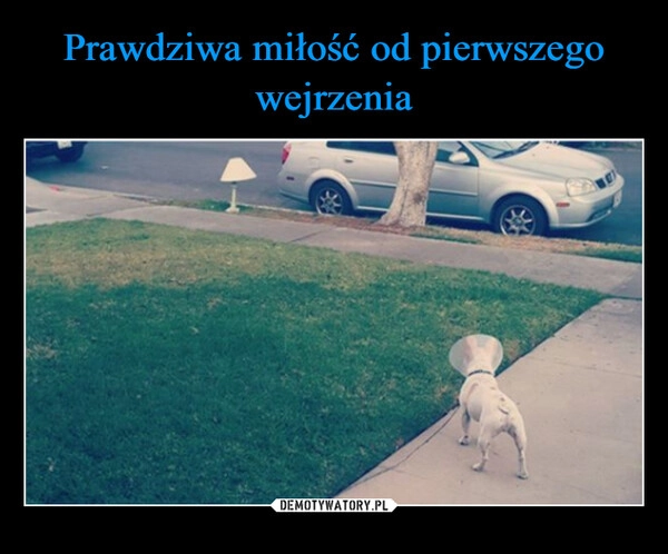 
    Prawdziwa miłość od pierwszego wejrzenia