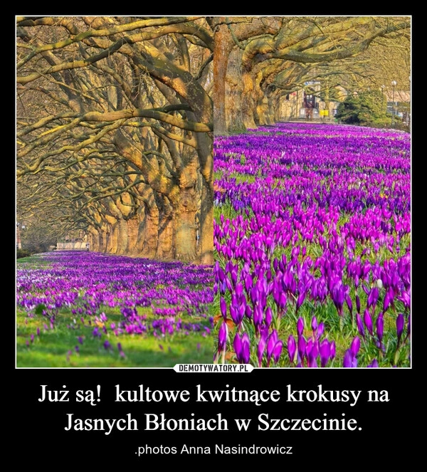 
    Już są!  kultowe kwitnące krokusy na Jasnych Błoniach w Szczecinie.