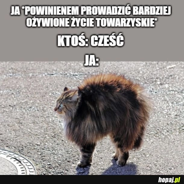 
    Towarzyski