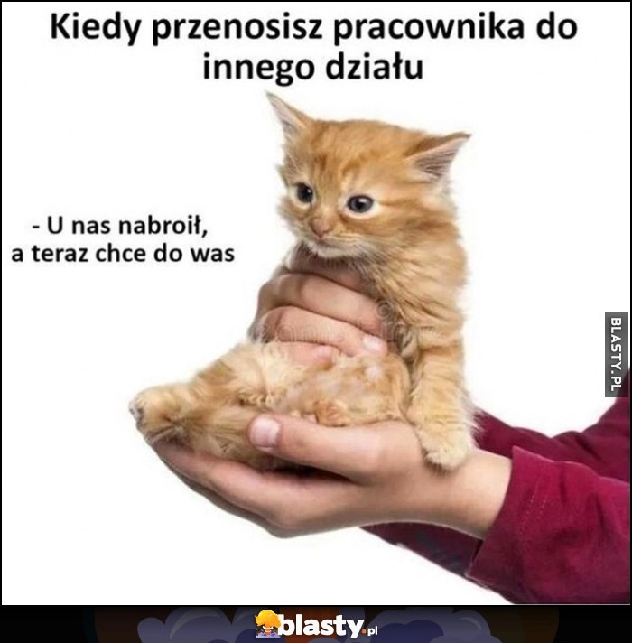 
    Kot kotek kiedy przenosisz pracownika do innego działu, u nas nabroił a teraz chce do was