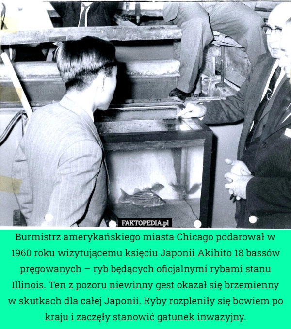 
    Burmistrz amerykańskiego miasta Chicago podarował w 1960 roku wizytującemu