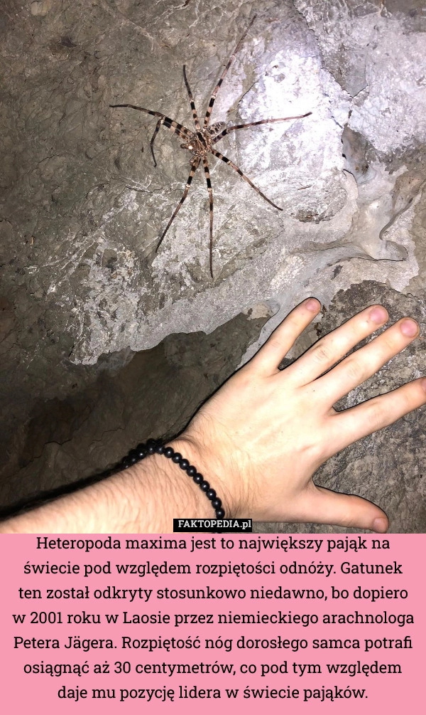
    Heteropoda maxima jest to największy pająk na świecie pod względem rozpiętości