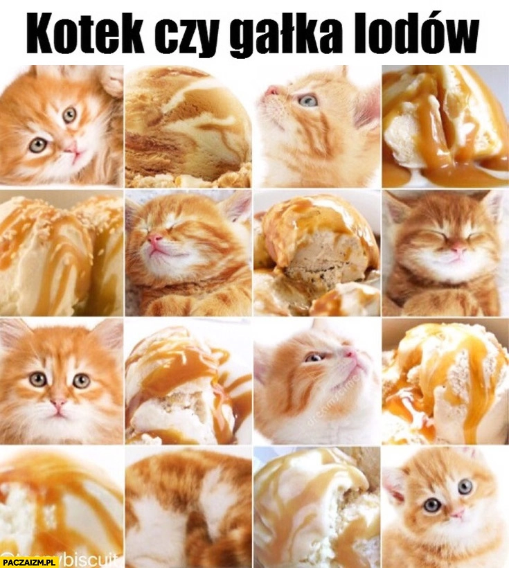 
    Kotek czy gałka lodów? zagadka