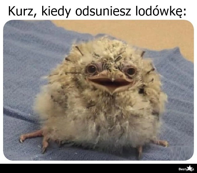 
    Kłębek kurzu 