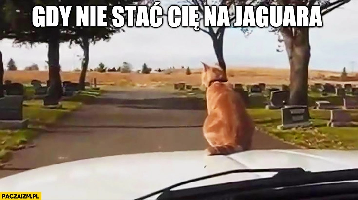 
    Gdy nie stać Cię na Jaguara kot na masce samochodu auta