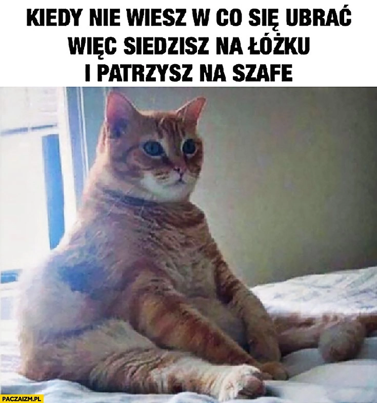 
    Kot kiedy nie wiesz w co się ubrać więc siedzisz na łóżku i patrzysz na szafę