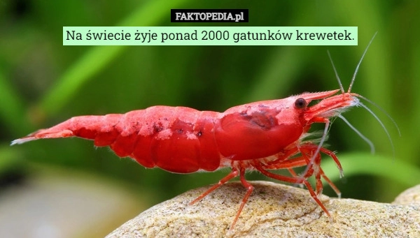 
    Na świecie żyje ponad 2000 gatunków krewetek.