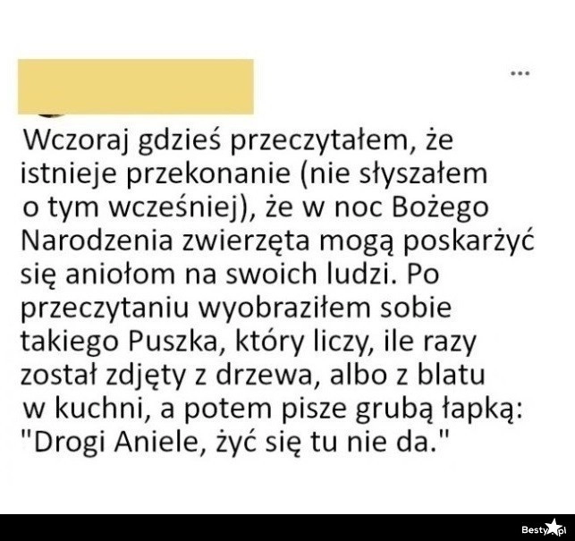 
    Zwierzęta i Boże Narodzenie 