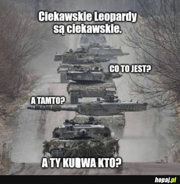 
    Ciekawskie leopardy