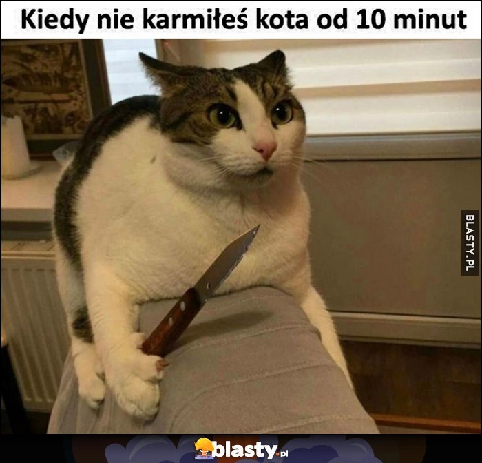 
    Kiedy nie karmiłeś kota od 10 minut kot z nożem