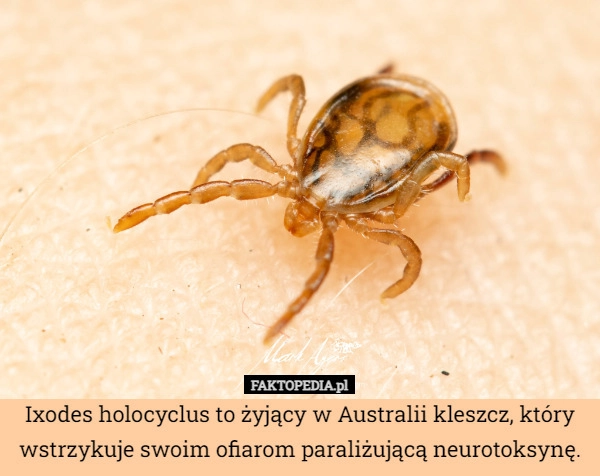 
    Ixodes holocyclus to żyjący w Australii kleszcz, który wstrzykuje swoim