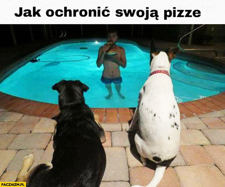 
    Jak chronić swoją pizzę przed psami jedzenie w basenie