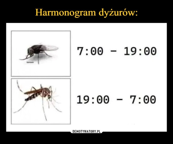 
    Harmonogram dyżurów: