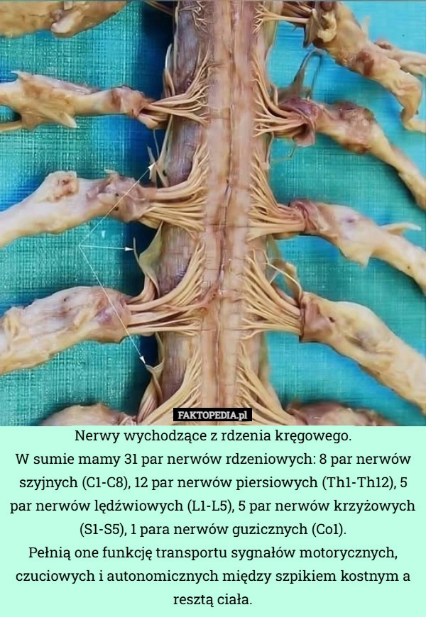 
    Nerwy wychodzące z rdzenia kręgowego.
W sumie mamy 31 par nerwów rdzeniowych: