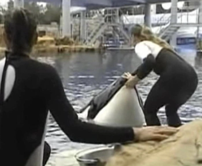 
    Just seconds after this image was captured, SeaWorld trainer Dawn Brancheau was snatched into the jaws of the orca pictured here and ‘ripped apart.’ She was then thrashed about over the course of 45 minutes while the horrified crowd helplessly looked on.