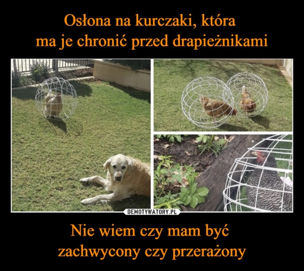 
    Osłona na kurczaki, która 
ma je chronić przed drapieżnikami Nie wiem czy mam być 
zachwycony czy przerażony