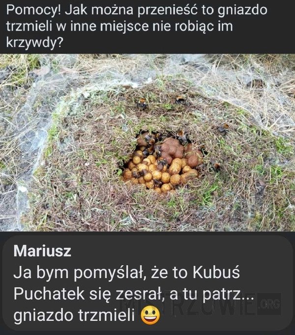 
    Gniazdo trzmieli