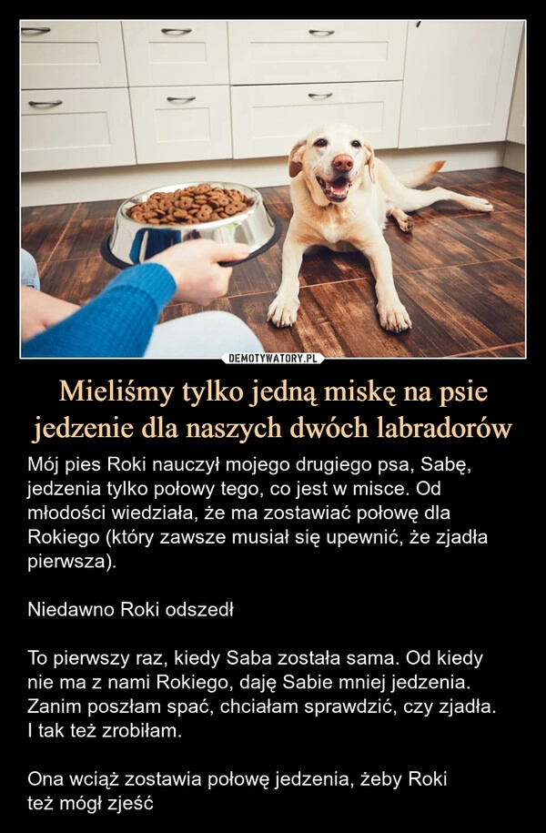 
    Mieliśmy tylko jedną miskę na psie jedzenie dla naszych dwóch labradorów