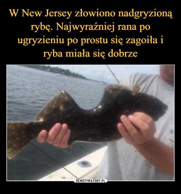 
    W New Jersey złowiono nadgryzioną rybę. Najwyraźniej rana po ugryzieniu po prostu się zagoiła i ryba miała się dobrze