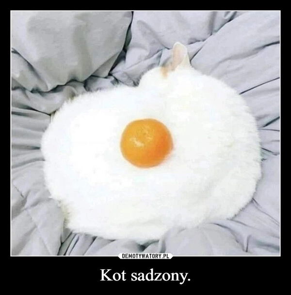 
    Kot sadzony.