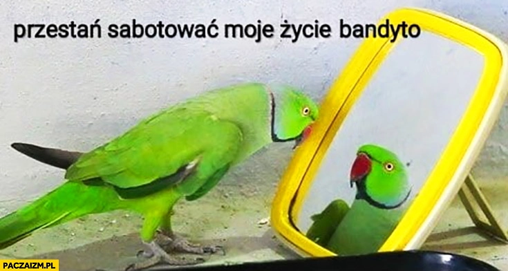 
    Przestań sabotować moje życie bandyto papuga do swojego odbicia siebie w lustrze