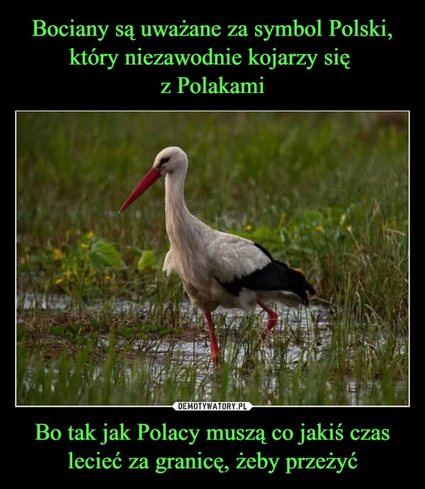 
    Bociany są uważane za symbol Polski, który niezawodnie kojarzy się 
z Polakami Bo tak jak Polacy muszą co jakiś czas lecieć za granicę, żeby przeżyć