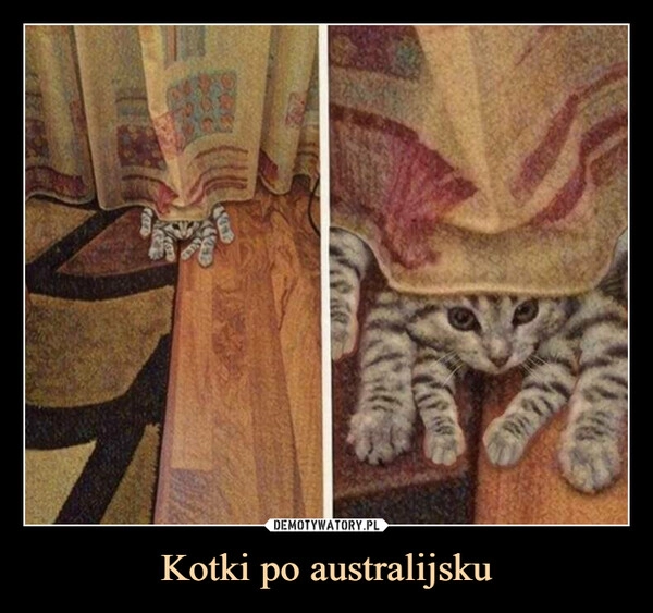 
    Kotki po australijsku