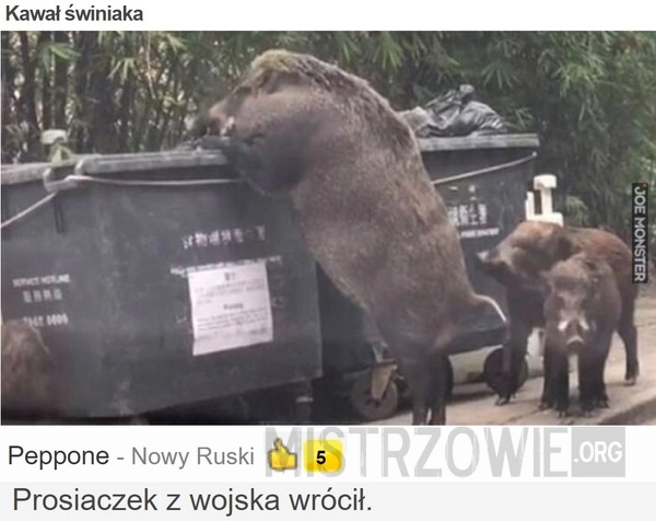 
    
			Kawał świniaka					