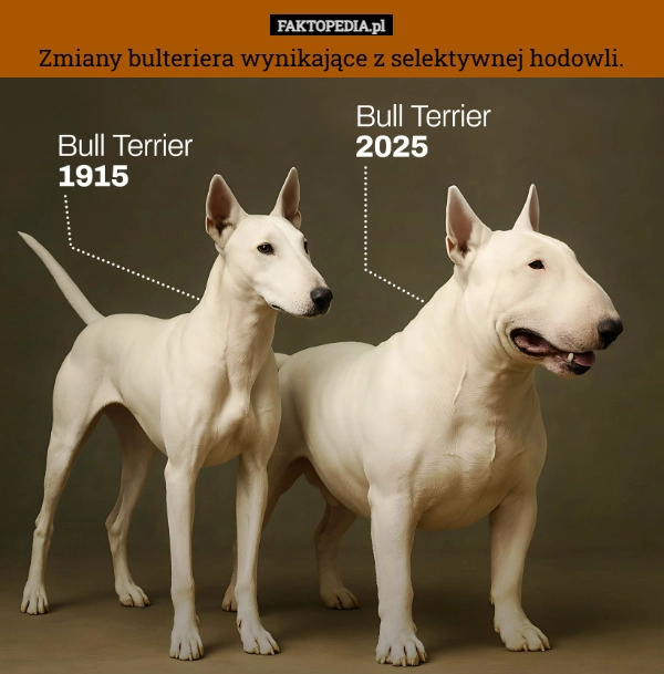 
    Zmiany bulteriera wynikające z selektywnej hodowli.