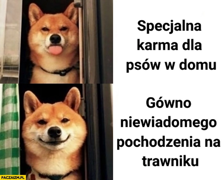 
    Pies specjalna karma dla psów w domu nie chce woli gówno niewiadomego pochodzenia na trawniku