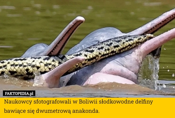 
    Naukowcy sfotografowali w Boliwii słodkowodne delfiny bawiące się dwumetrową