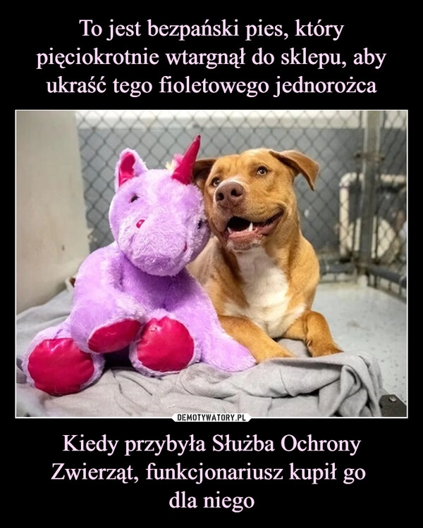 
    To jest bezpański pies, który pięciokrotnie wtargnął do sklepu, aby ukraść tego fioletowego jednorożca Kiedy przybyła Służba Ochrony Zwierząt, funkcjonariusz kupił go 
dla niego