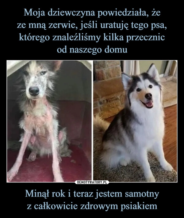 
    Moja dziewczyna powiedziała, że
ze mną zerwie, jeśli uratuję tego psa, którego znaleźliśmy kilka przecznic
od naszego domu Minął rok i teraz jestem samotny
z całkowicie zdrowym psiakiem