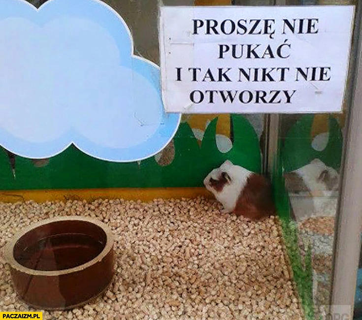 
    Proszę nie pukać i tak nikt nie otworzy napis na szybie świnka morska