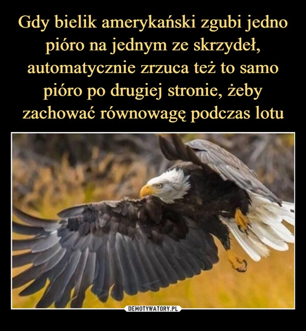 
    Gdy bielik amerykański zgubi jedno pióro na jednym ze skrzydeł, automatycznie zrzuca też to samo pióro po drugiej stronie, żeby zachować równowagę podczas lotu