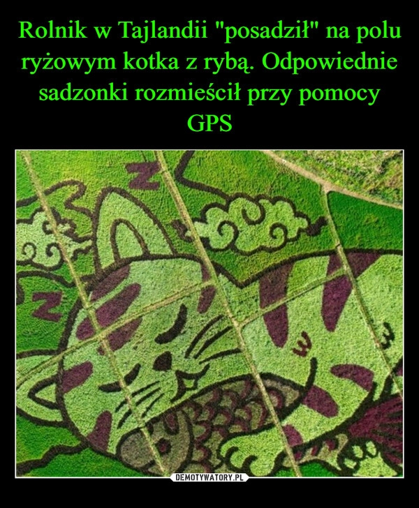 
    Rolnik w Tajlandii "posadził" na polu ryżowym kotka z rybą. Odpowiednie sadzonki rozmieścił przy pomocy GPS