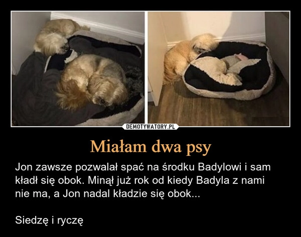 
    Miałam dwa psy