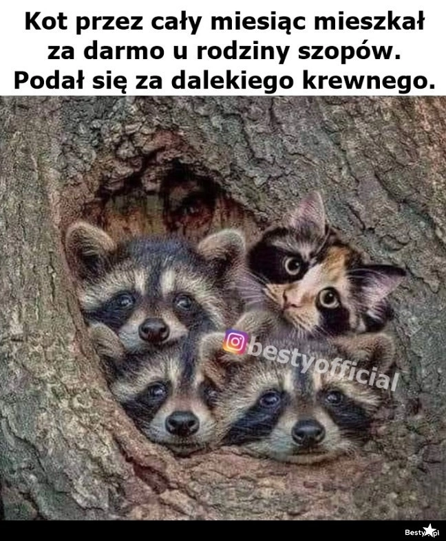 
    A to oszust jeden 